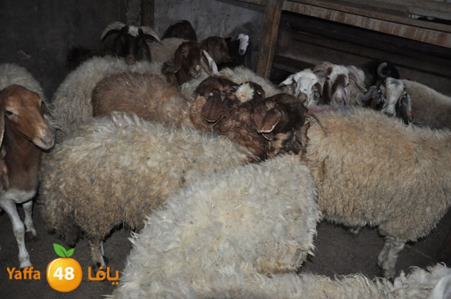 kharoof83111 (4).JPG